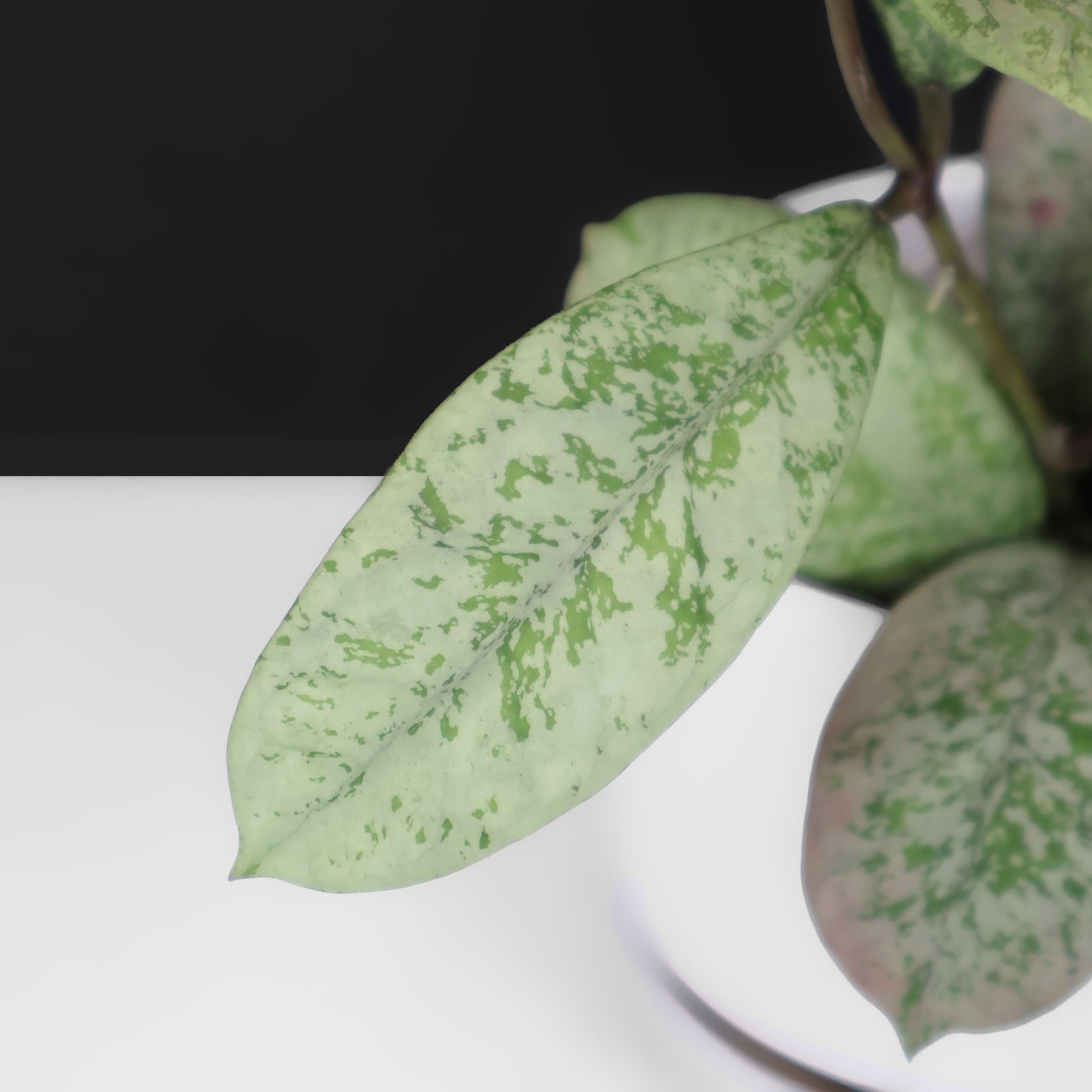 Hoya Lorelai
