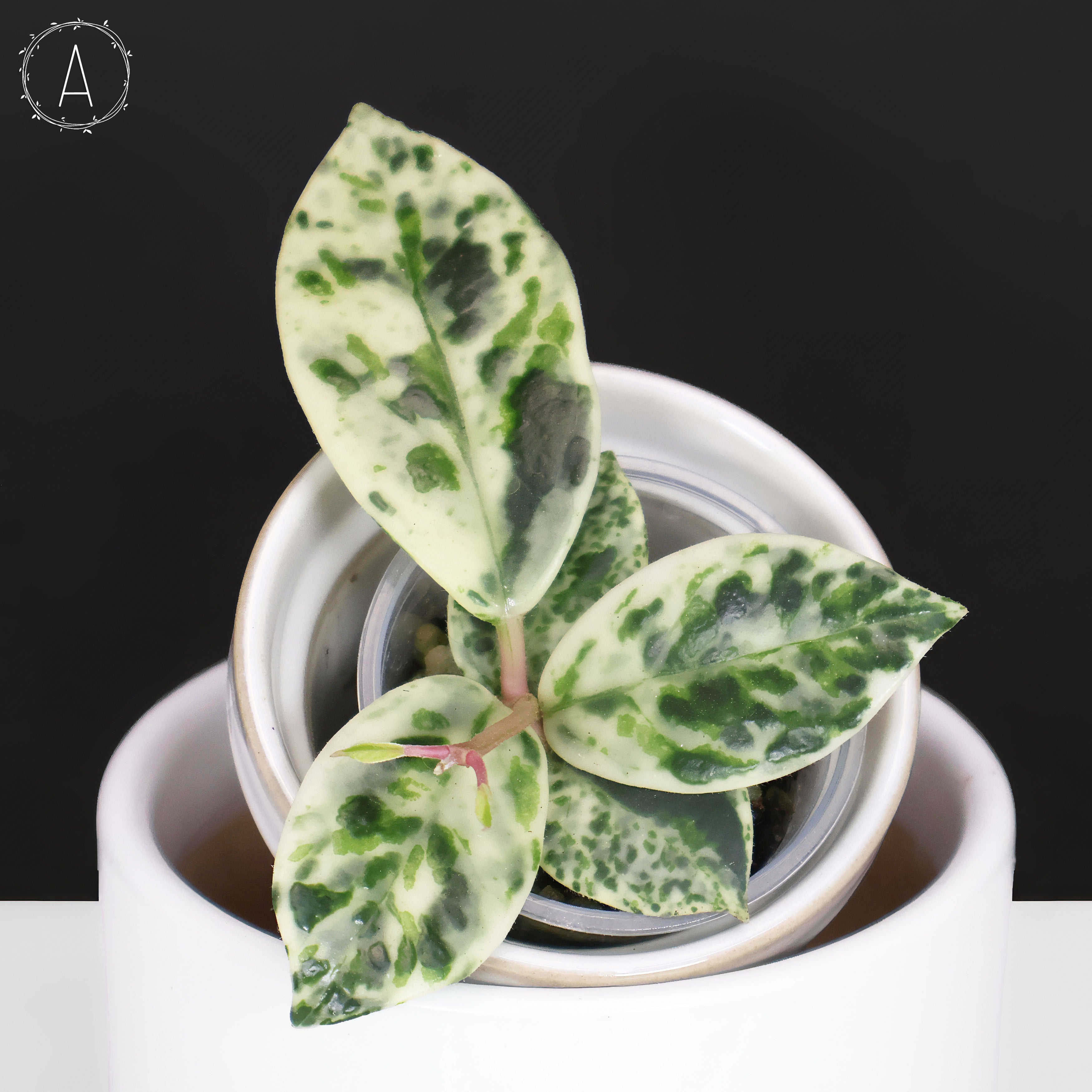 Hoya Carnosa Madara 