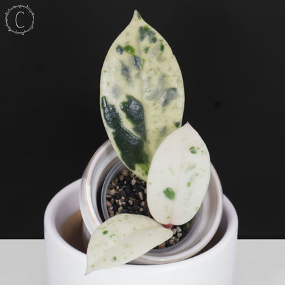 Hoya Carnosa Madara Snow Angel