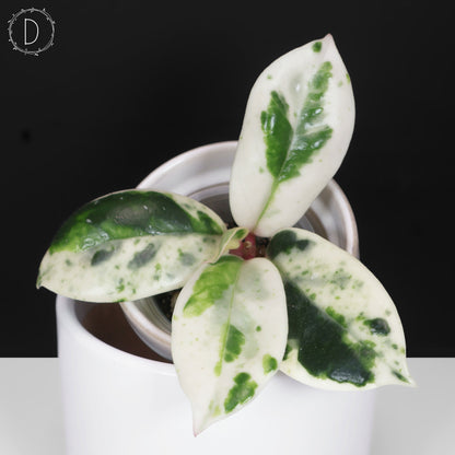 Hoya Carnosa Madara Snow Angel