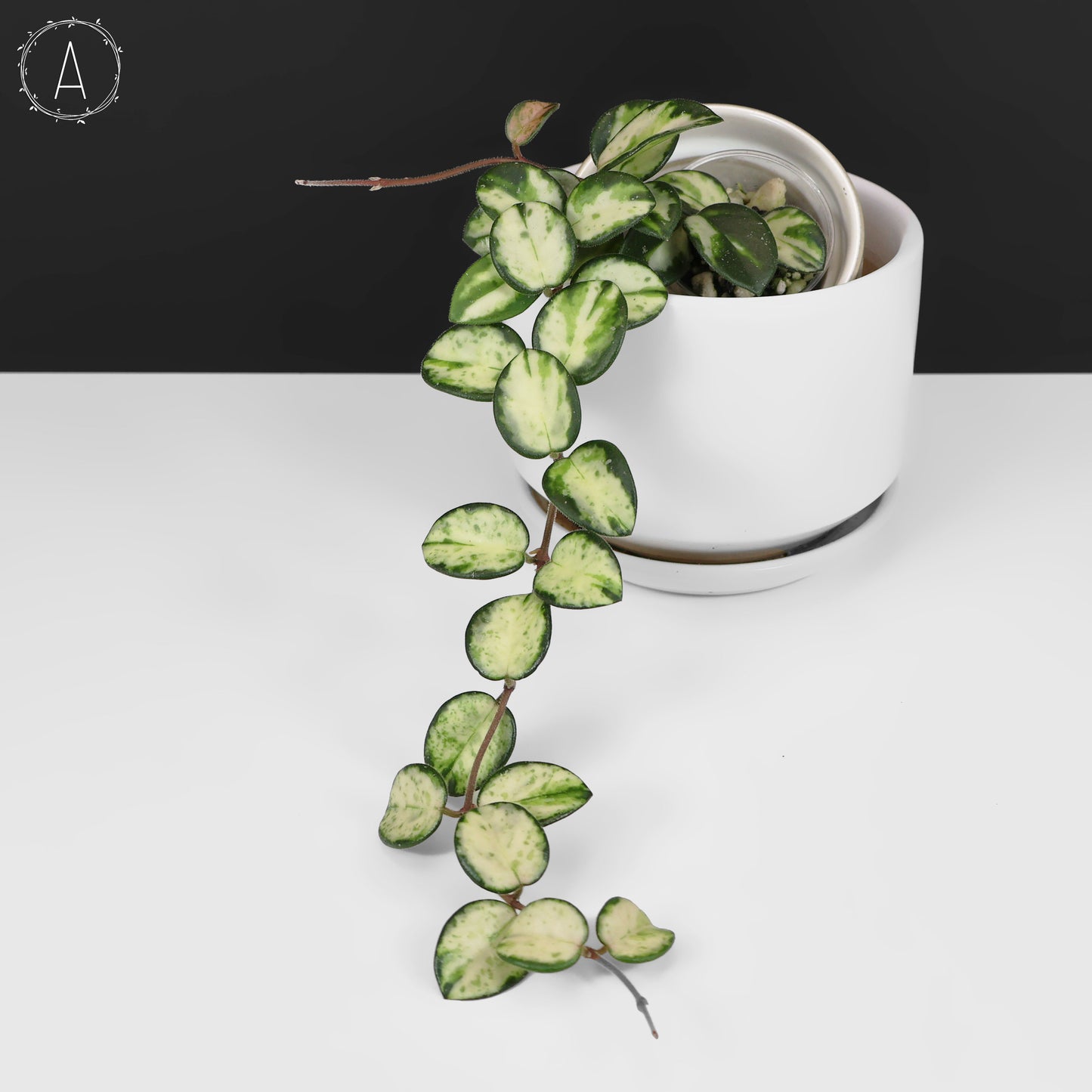 Hoya Mathilde Inner Variegated