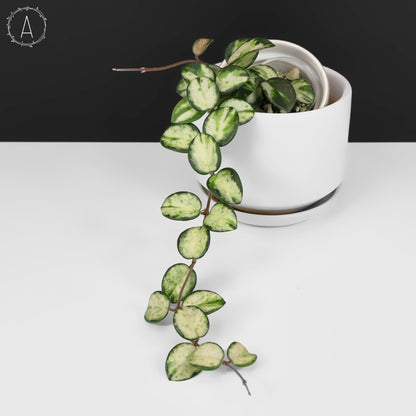 Hoya Mathilde Inner Variegated