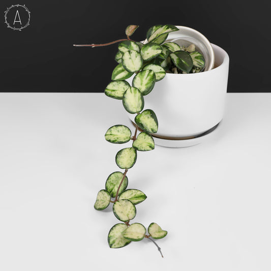 Hoya Mathilde Inner Variegated