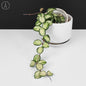 Hoya Mathilde Inner Variegated