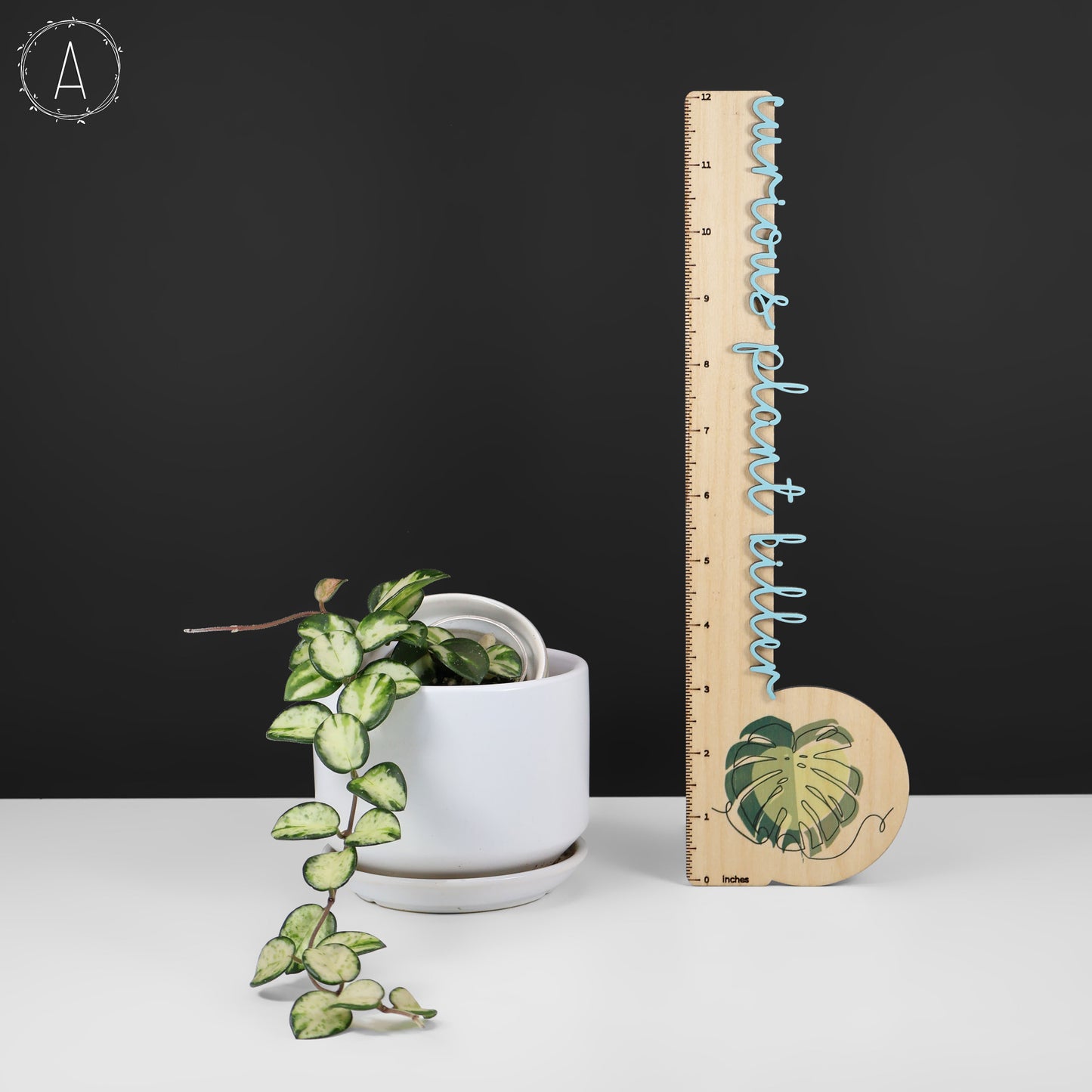 Hoya Mathilde Inner Variegated