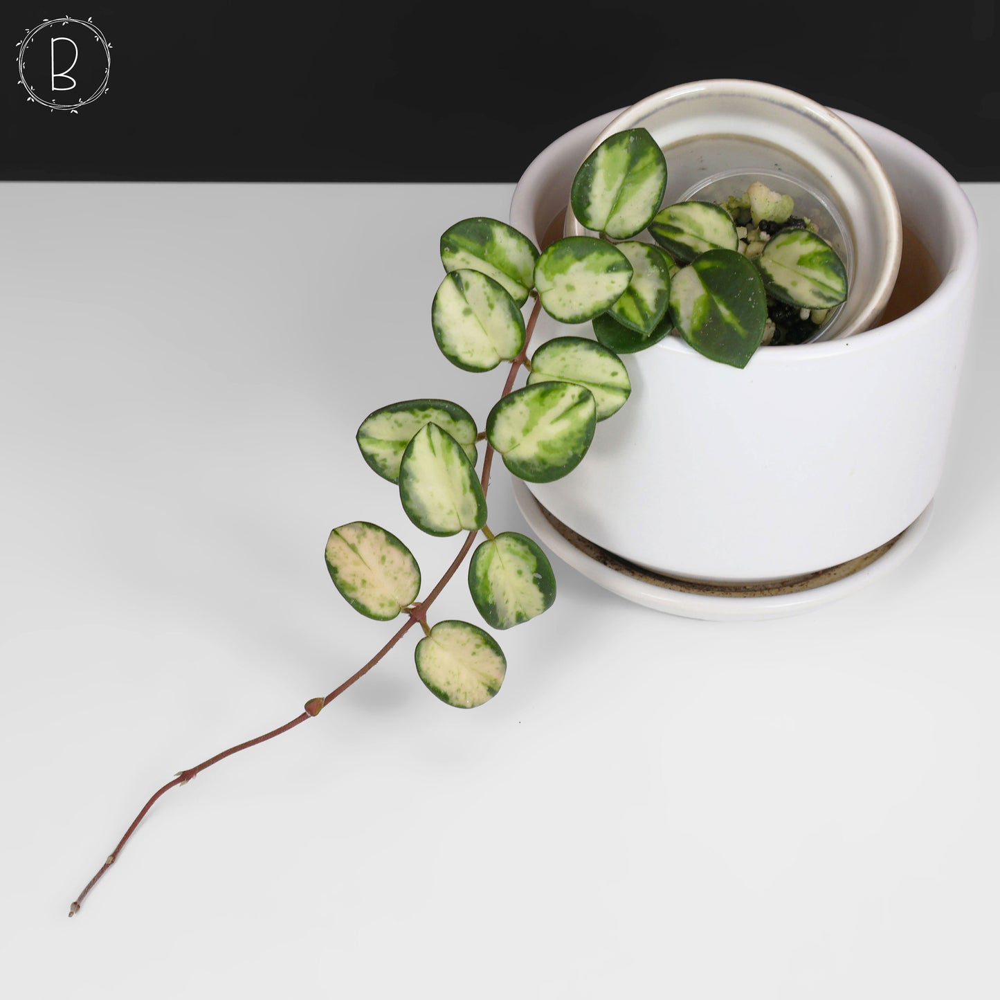 Hoya Mathilde Inner Variegated