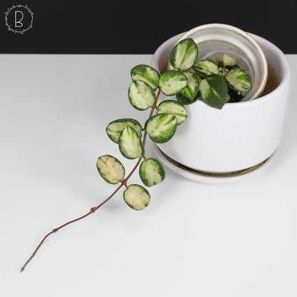 Hoya Mathilde Inner Variegated