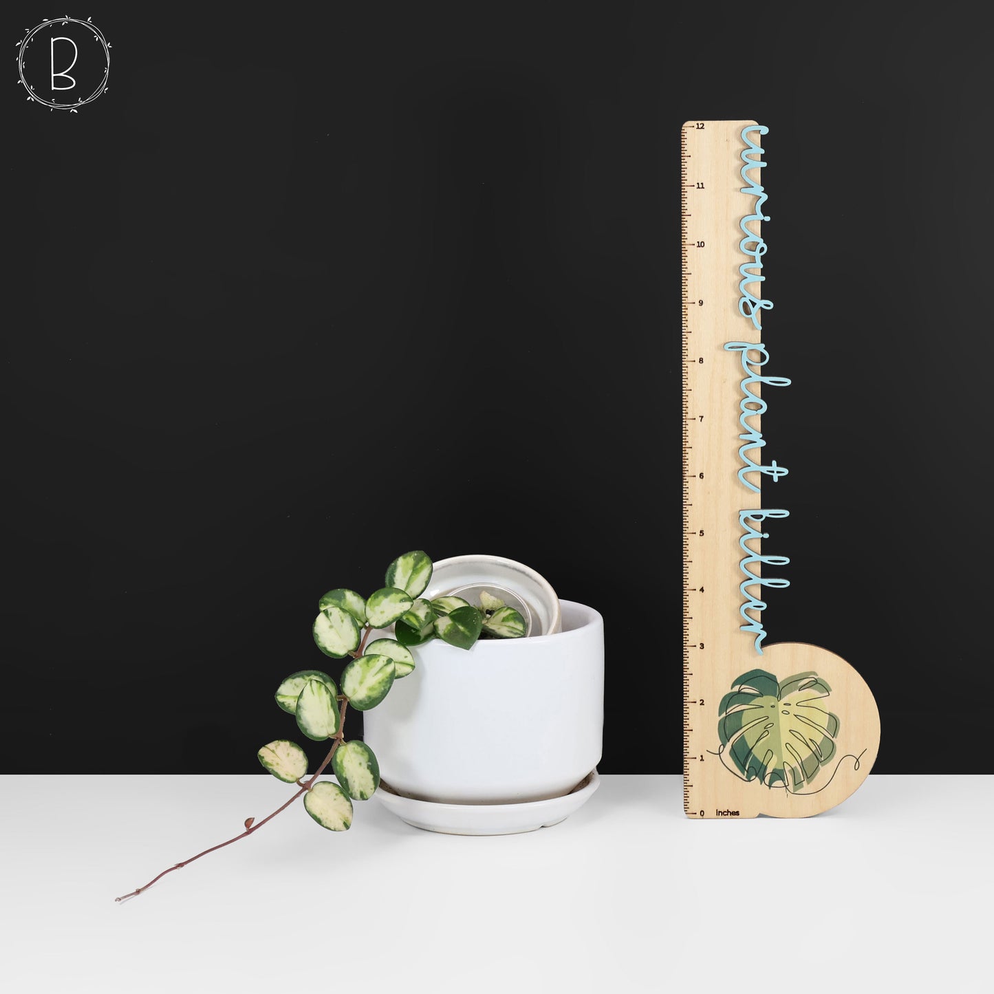 Hoya Mathilde Inner Variegated