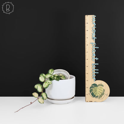 Hoya Mathilde Inner Variegated