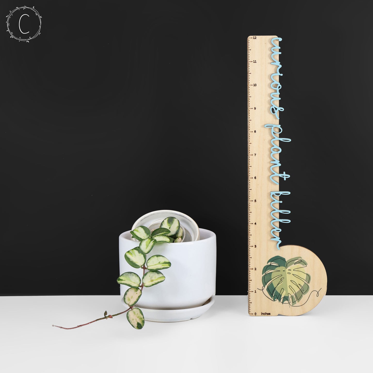 Hoya Mathilde Inner Variegated