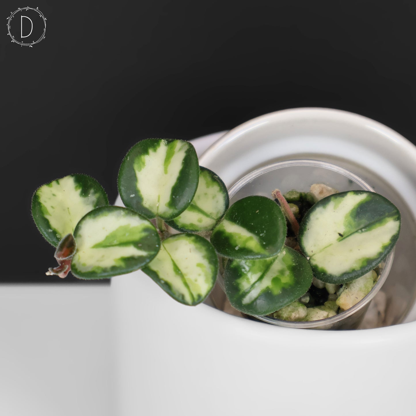 Hoya Mathilde Inner Variegated