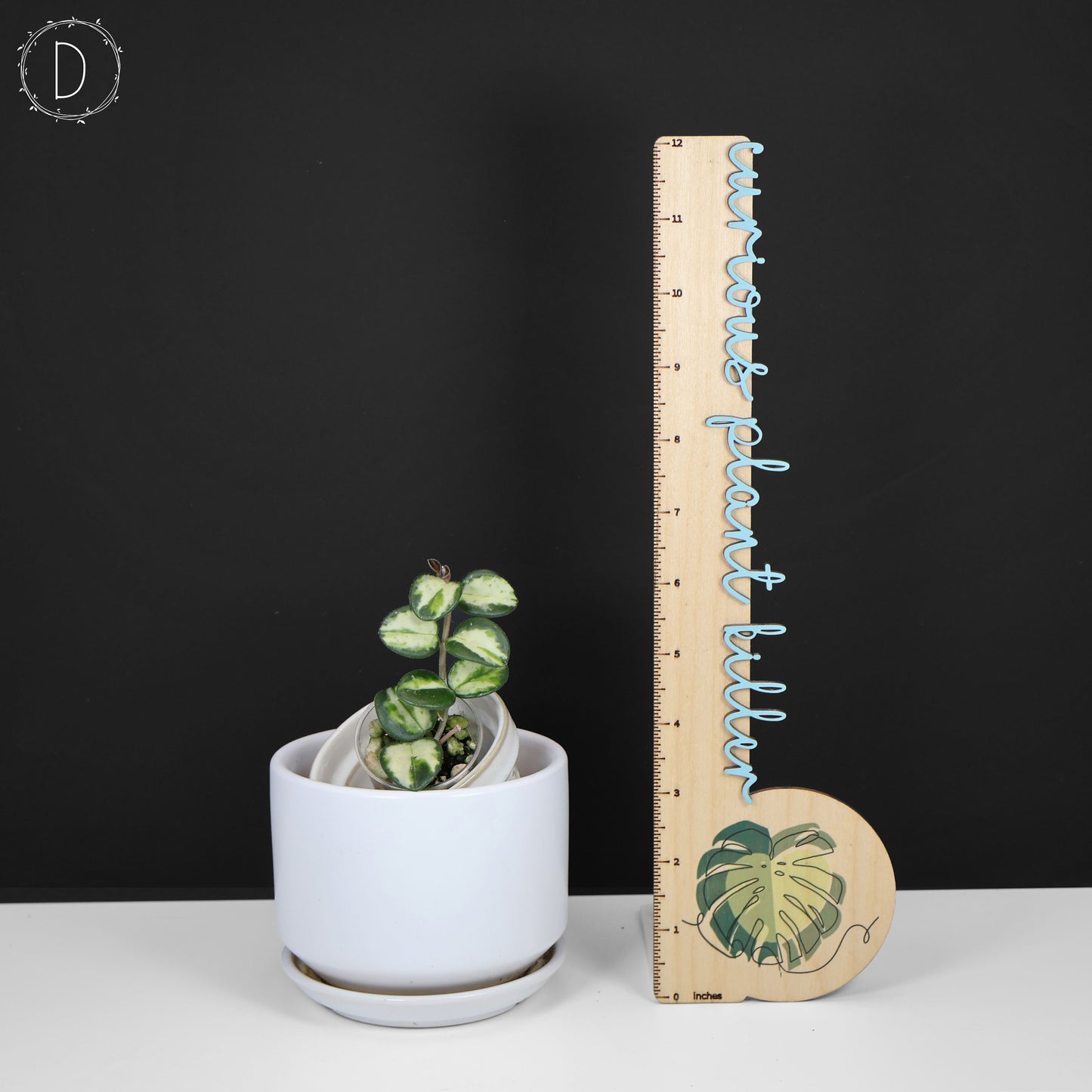 Hoya Mathilde Inner Variegated