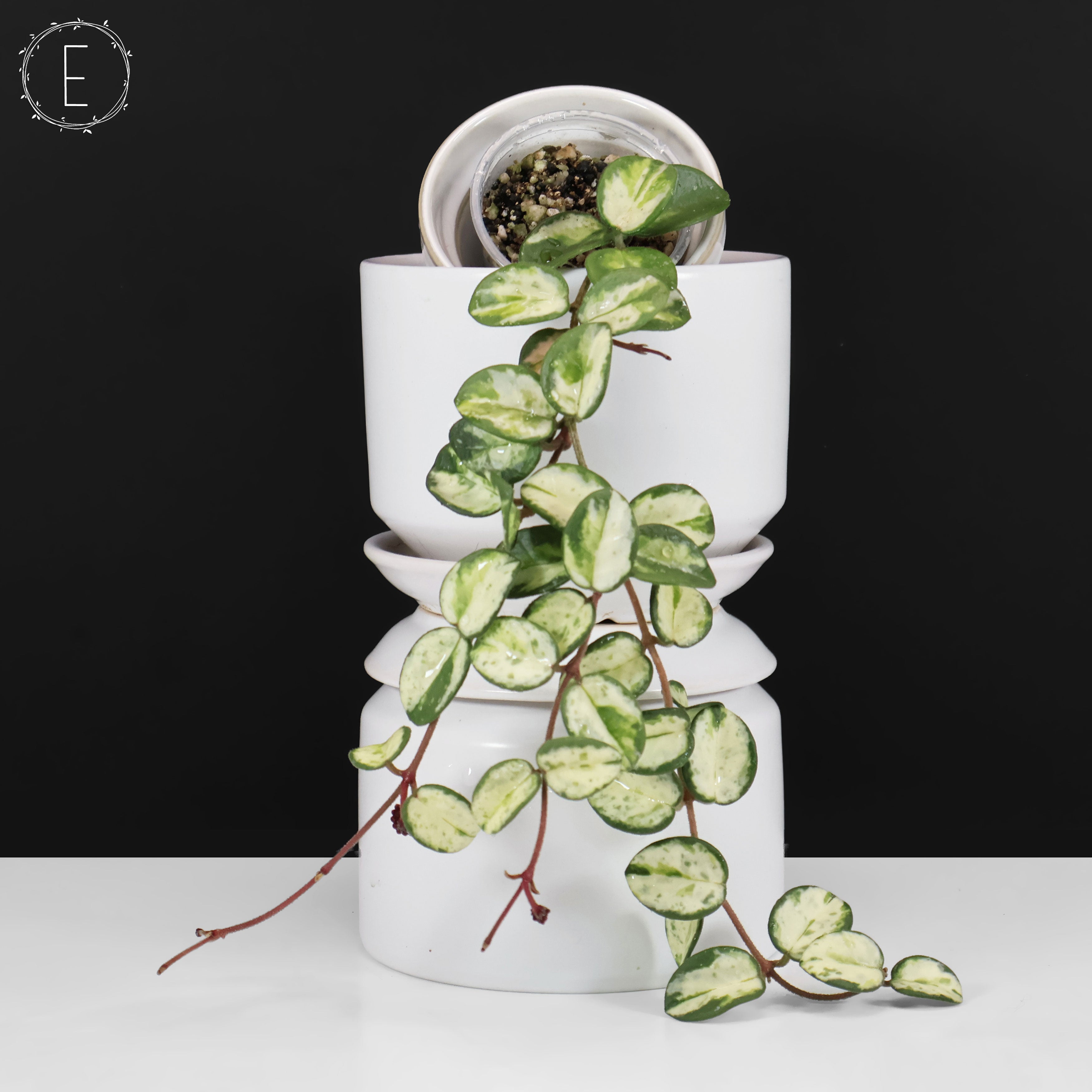 Hoya Mathilde Inner Variegated – Curious Plant Killer