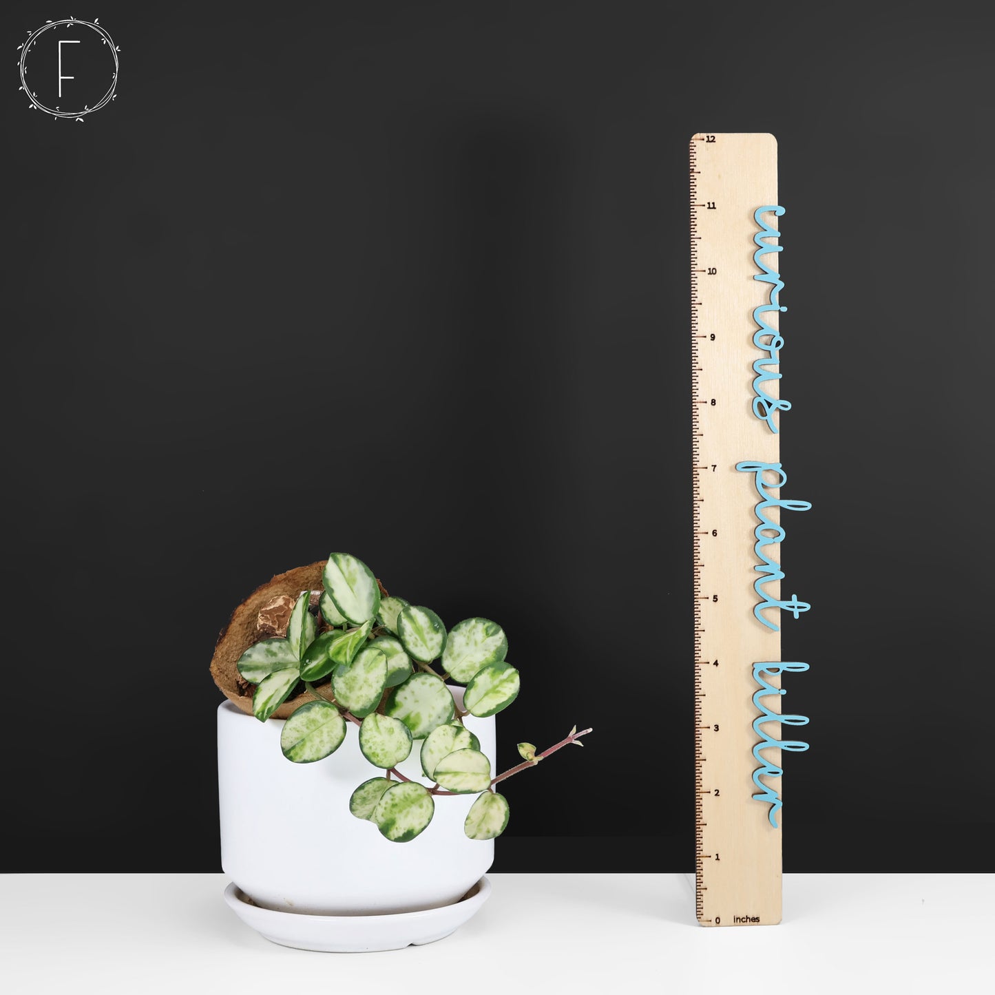 Hoya Mathilde Intérieur panaché