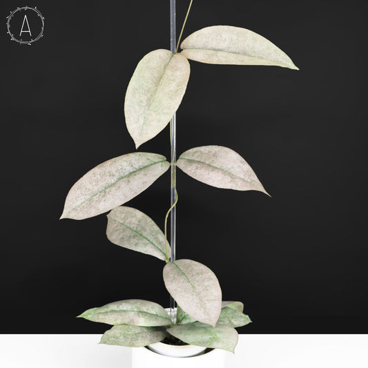 Hoya Mitrata Silver