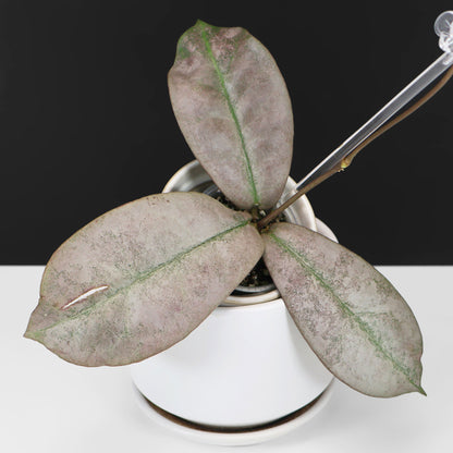Hoya Mitrata Silver