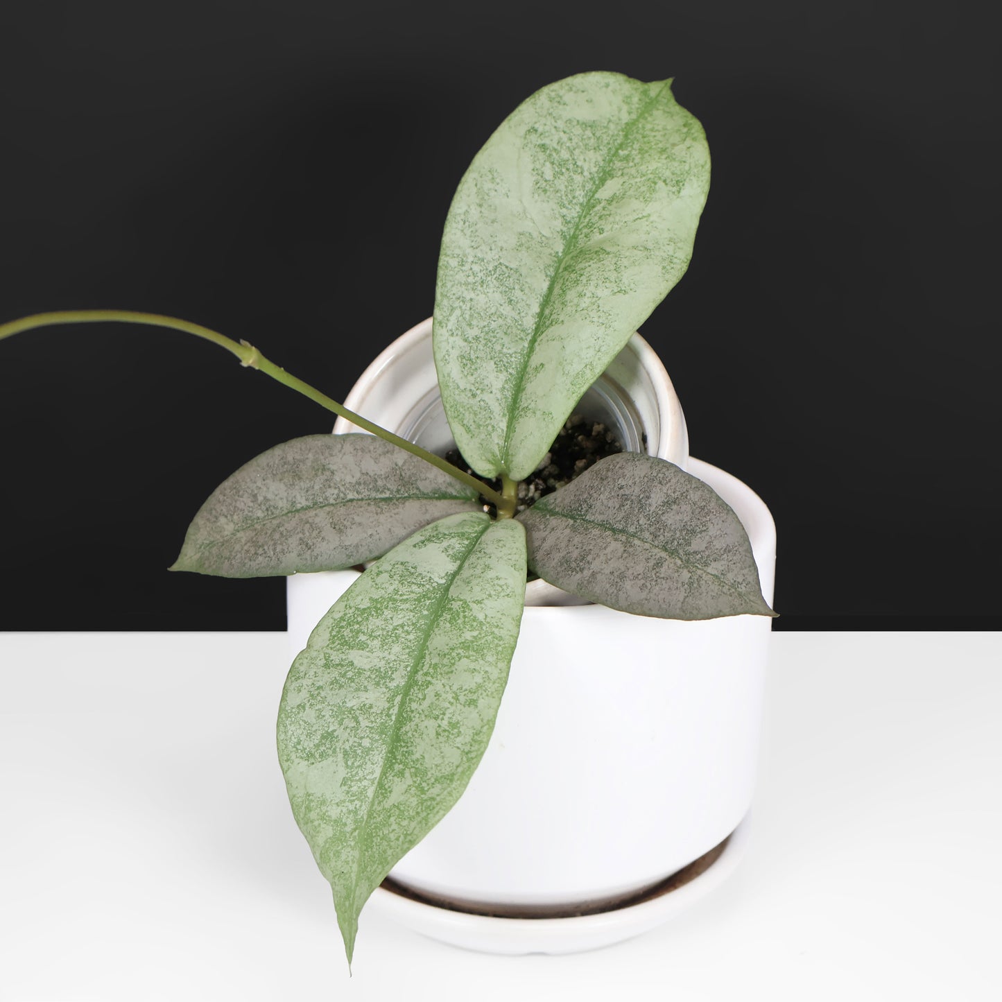 Hoya Mitrata Silver