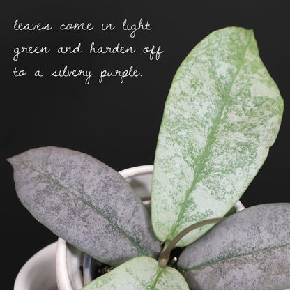 Hoya Mitrata Silver
