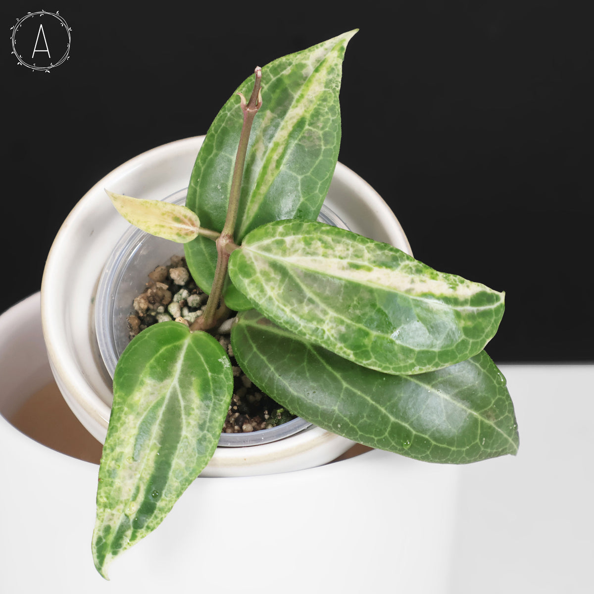 Hoya "Pink Mojito"