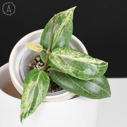 Hoya "Pink Mojito"