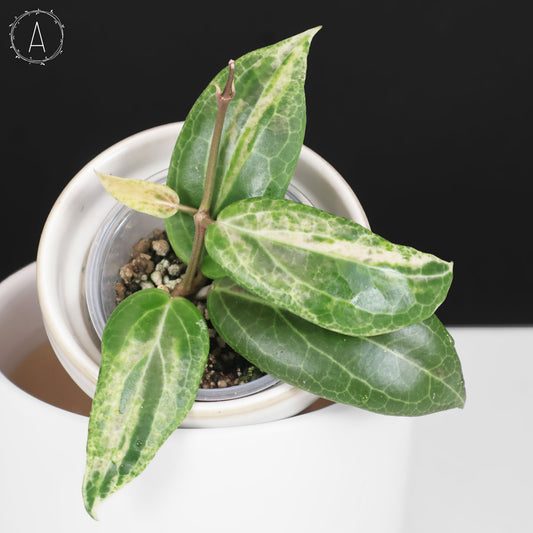Hoya "Pink Mojito"