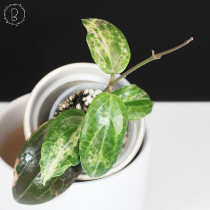Hoya "Pink Mojito"