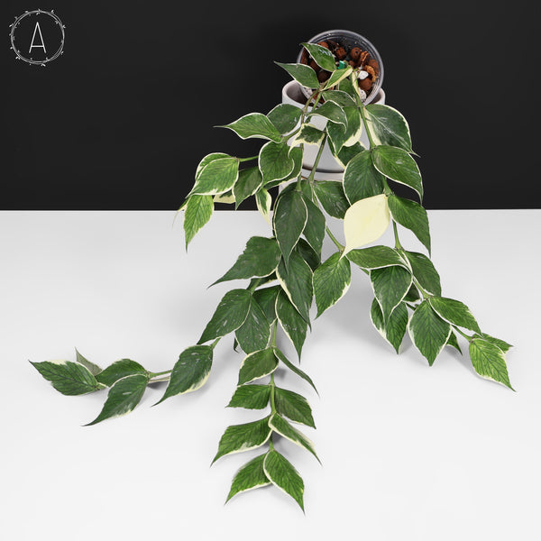 Hoya Polyneura Albomarginata