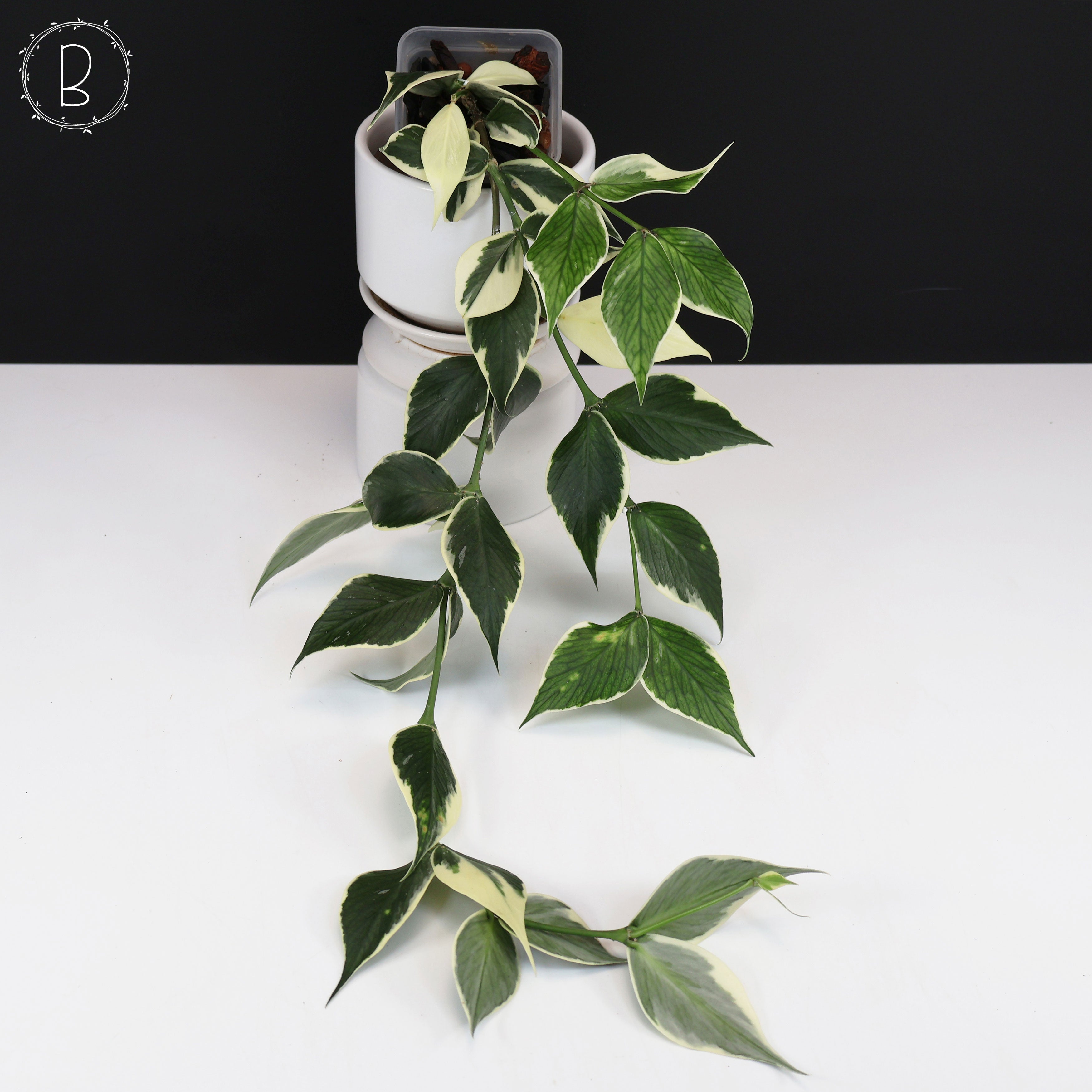 Hoya Polyneura Albomarginata – Curious Plant Killer