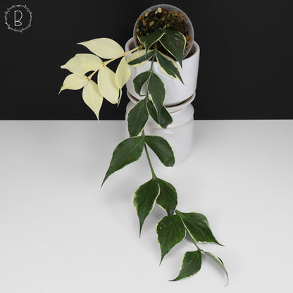 Hoya Polyneura Albomarginata