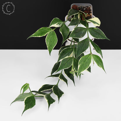 Hoya Polyneura Albomarginata