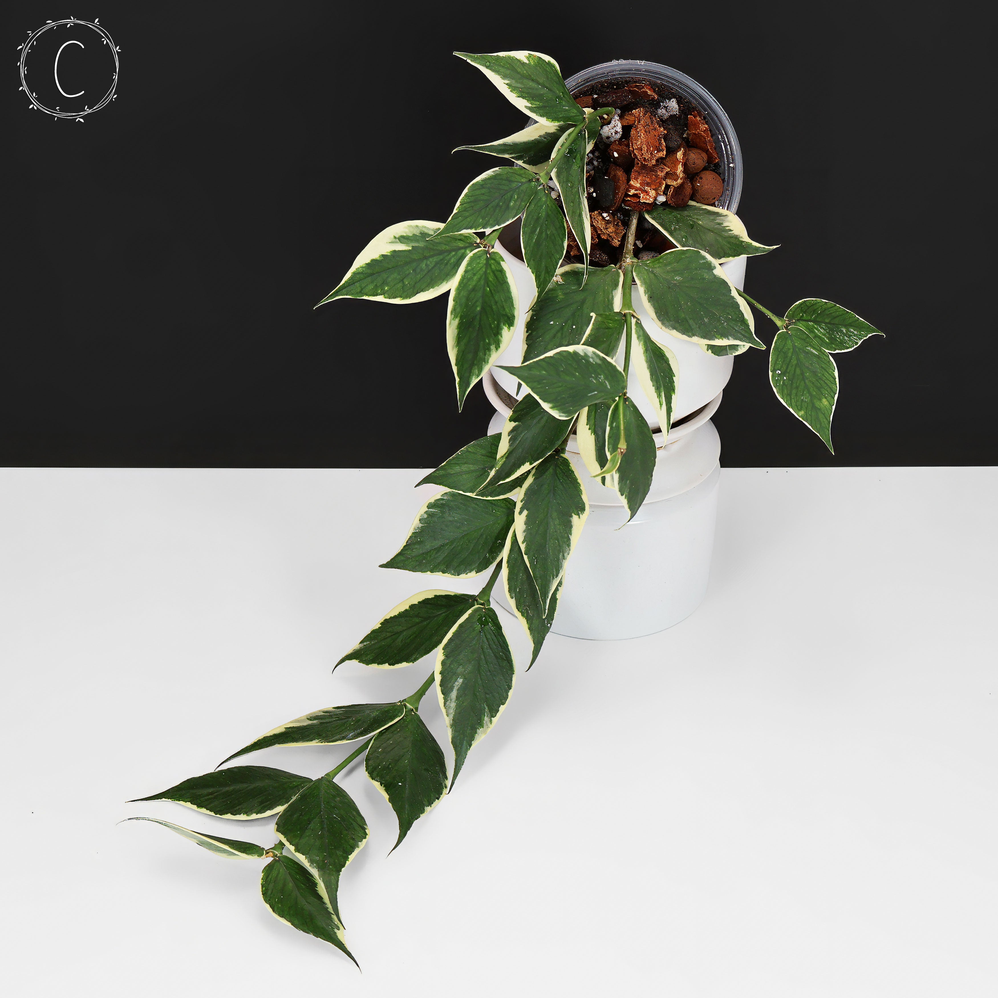 Hoya Polyneura Albomarginata – Curious Plant Killer