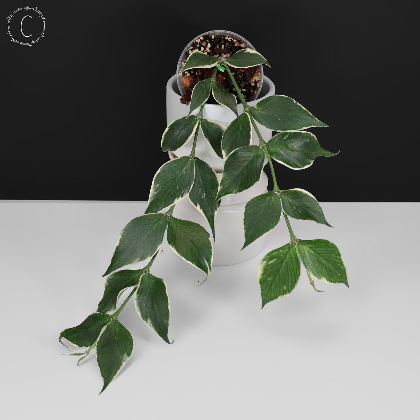 Hoya Polyneura Albomarginata