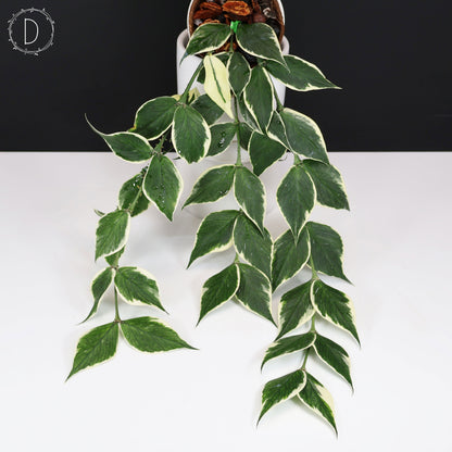 Hoya Polyneura Albomarginata