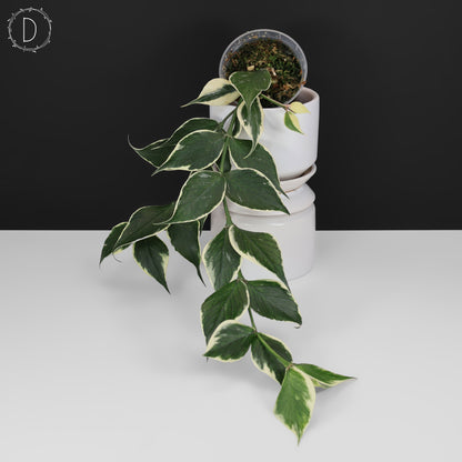 Hoya Polyneura Albomarginata