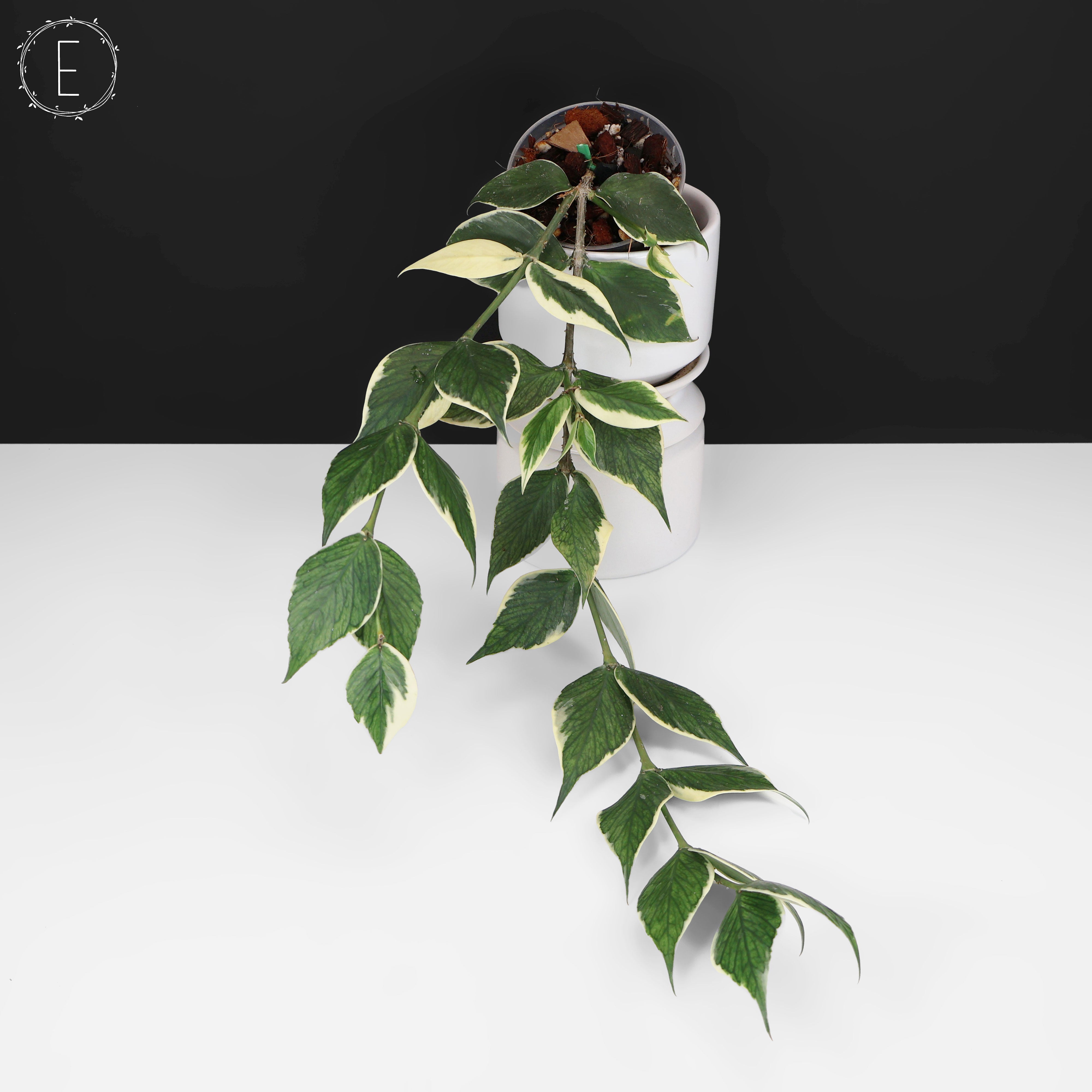 Hoya Polyneura Albomarginata – Curious Plant Killer