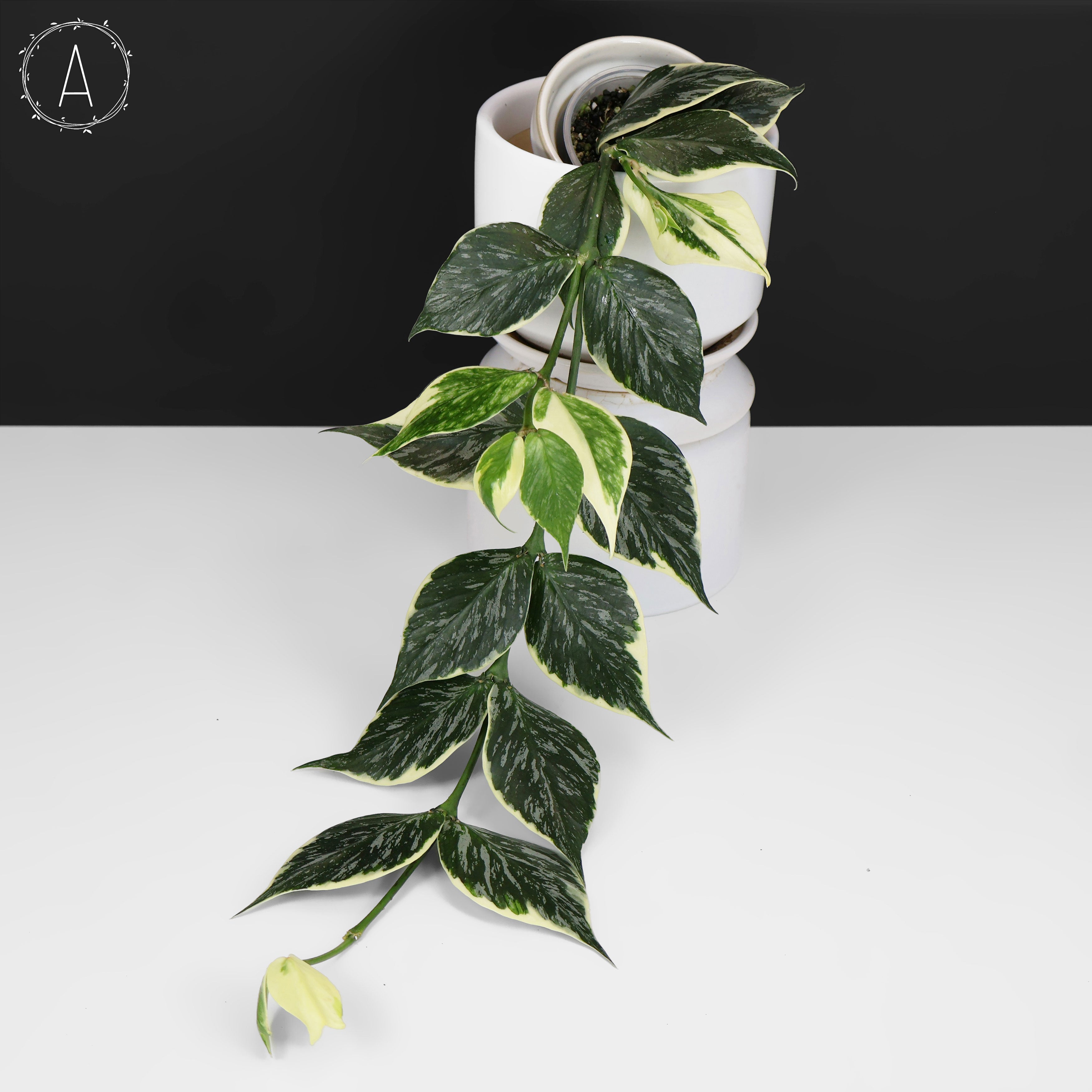 Hoya Polyneura Jasminka – Curious Plant Killer