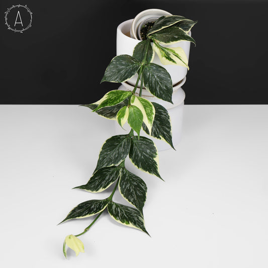 Hoya Polyneura Jasminka