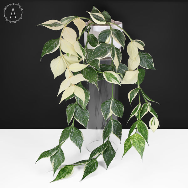 Hoya Polyneura Jasminka
