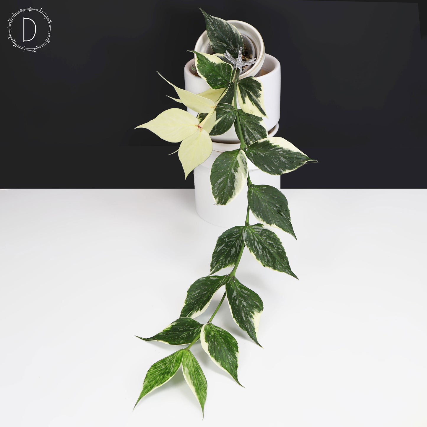 Hoya Polyneura Jasminka