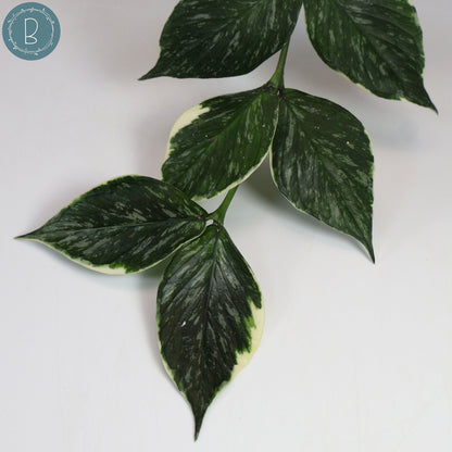 Hoya Polyneura Jasminka