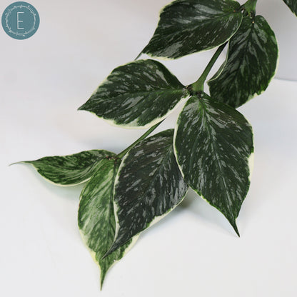 Hoya Polyneura Jasminka