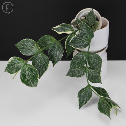 Hoya Polyneura Jasminka