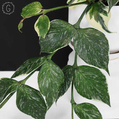 Hoya Polyneura Jasminka