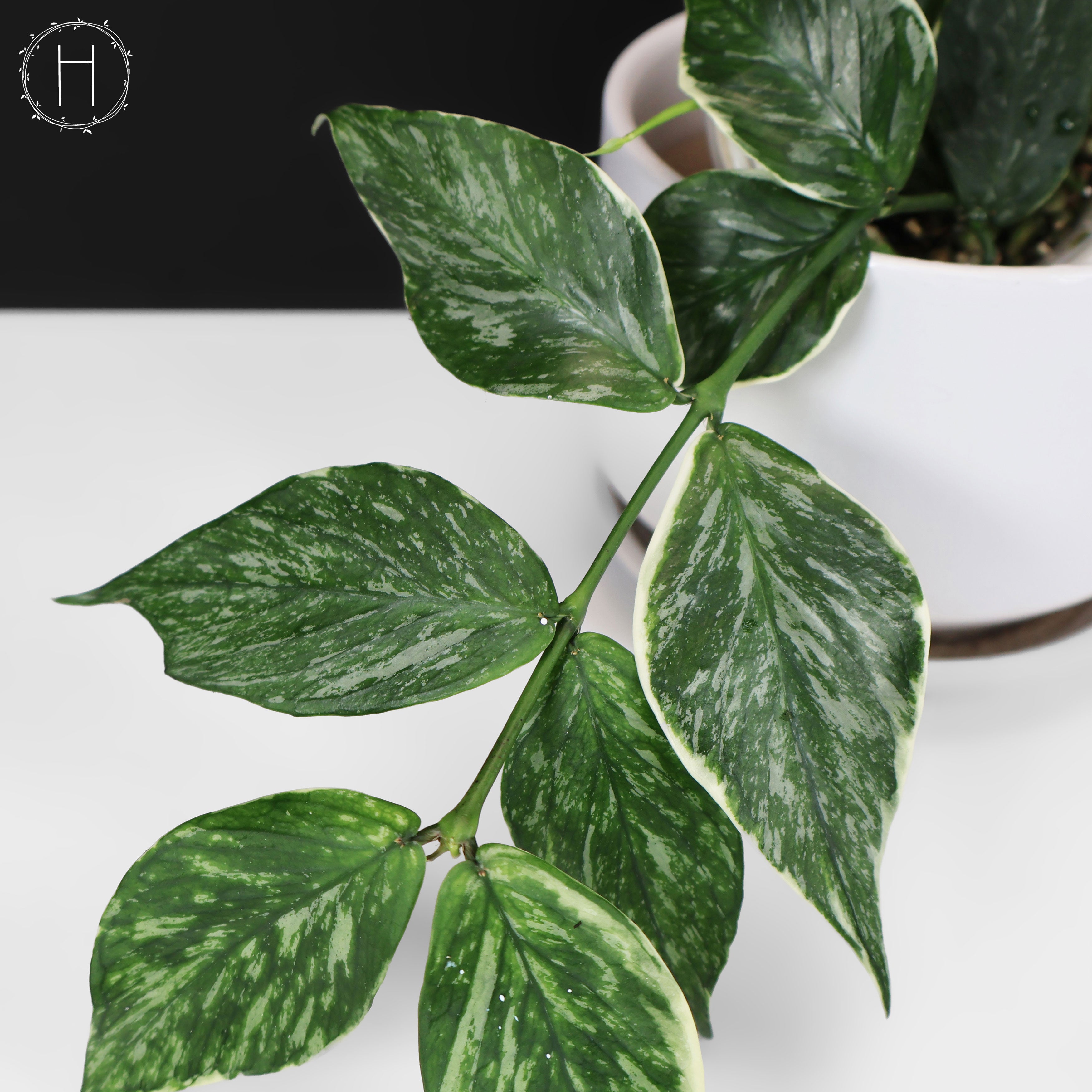 Hoya Polyneura Jasminka – Curious Plant Killer