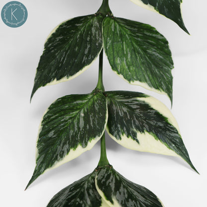 Hoya Polyneura Jasminka
