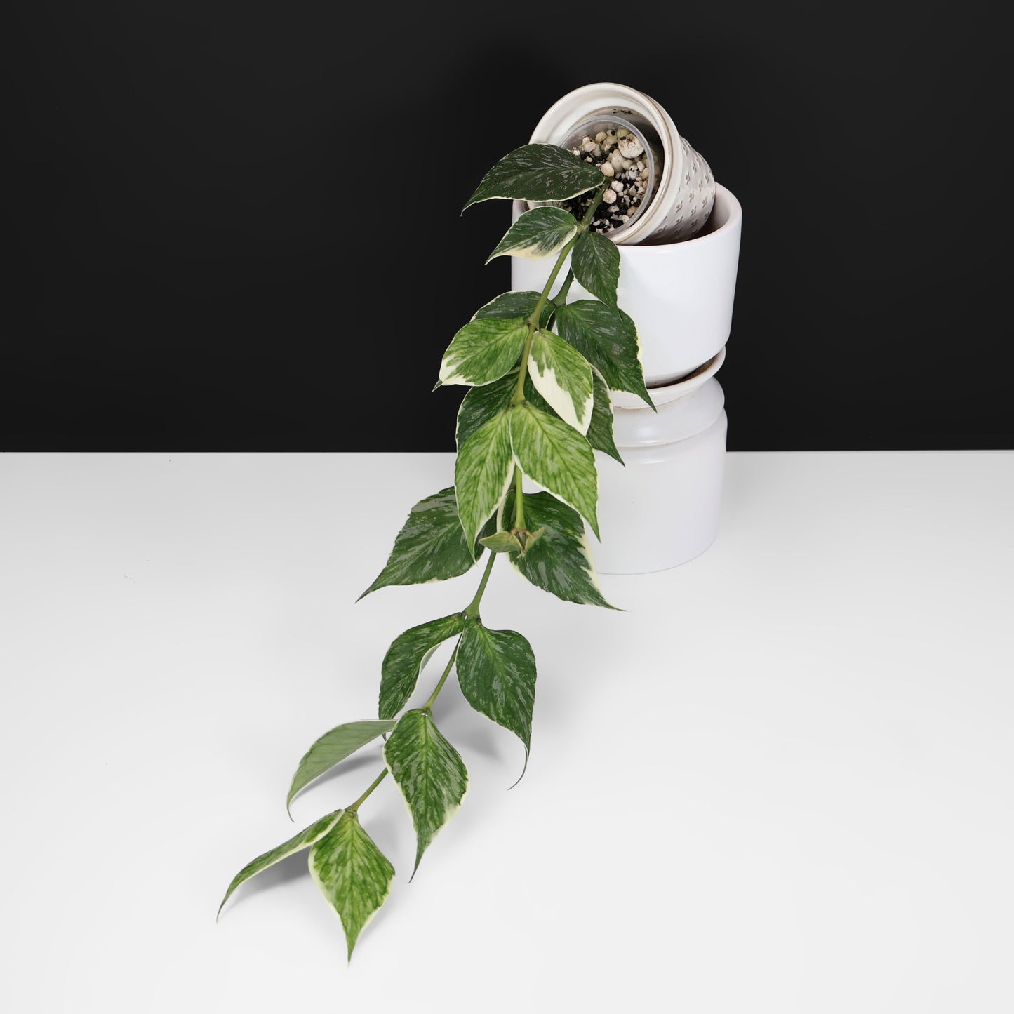 Hoya Polyneura Jasminka