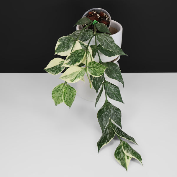 Hoya Polyneura Jasminka