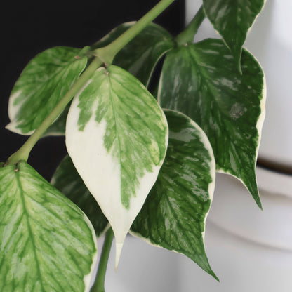 Hoya Polyneura Jasminka