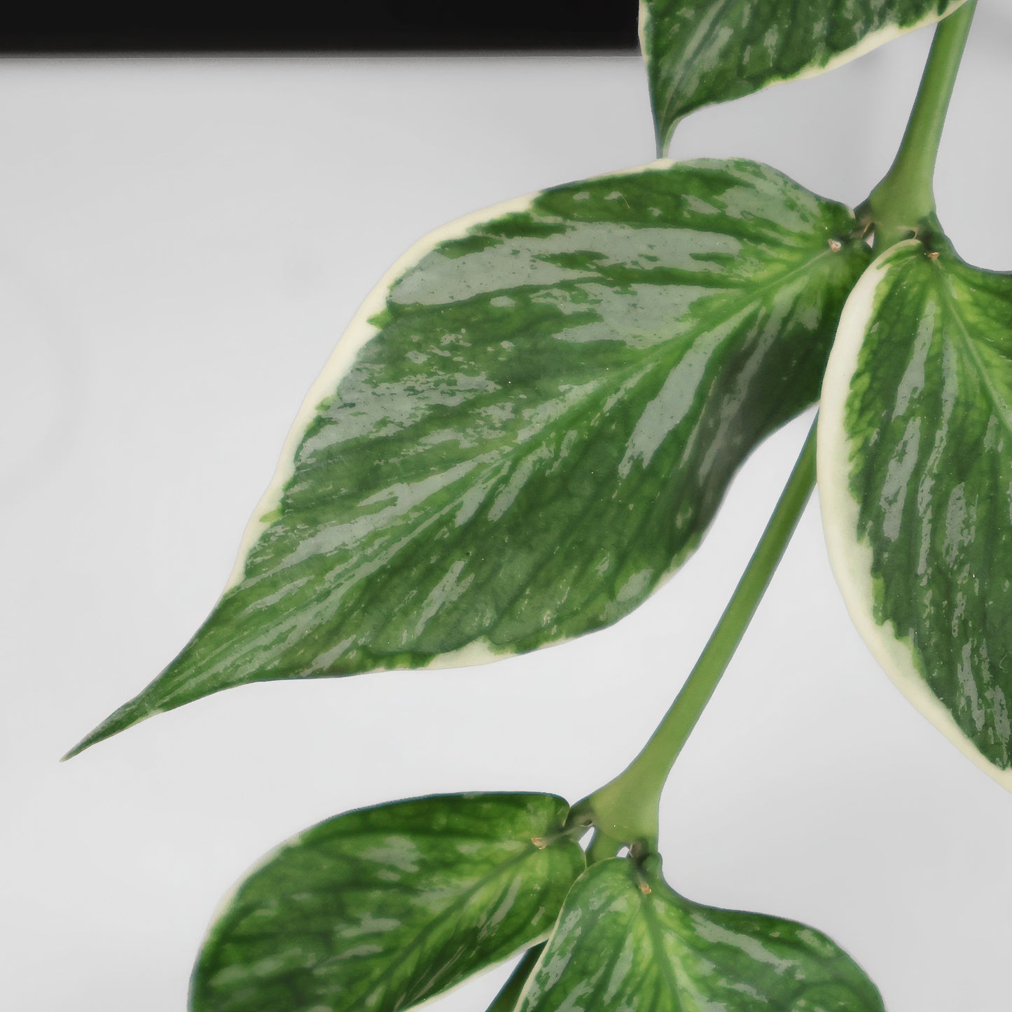 Hoya Polyneura Jasminka