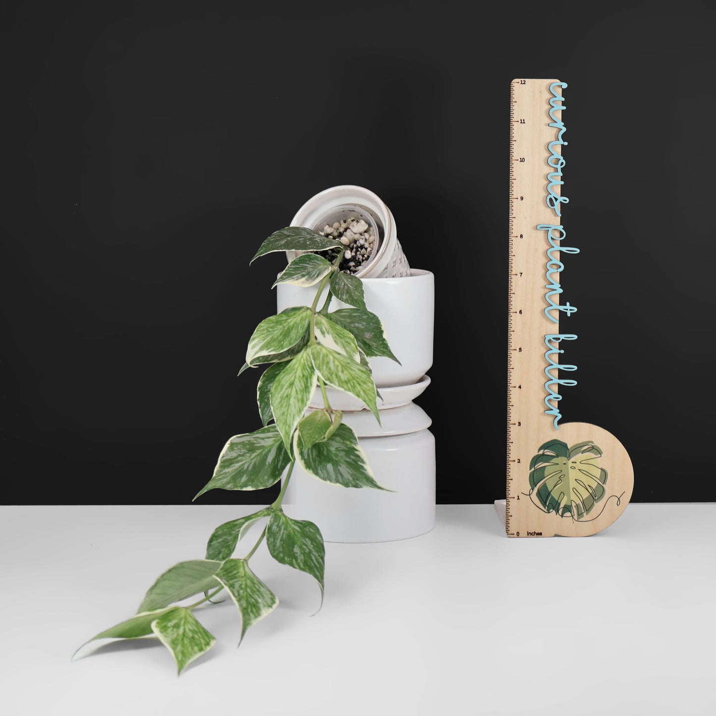 Hoya Polyneura Jasminka